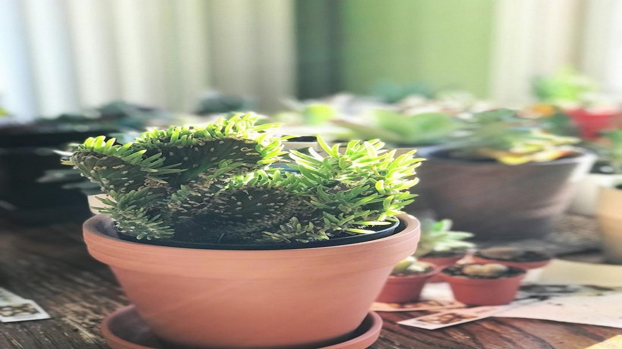 ۸ کاکتوس کمیاب و عجیب دنیا