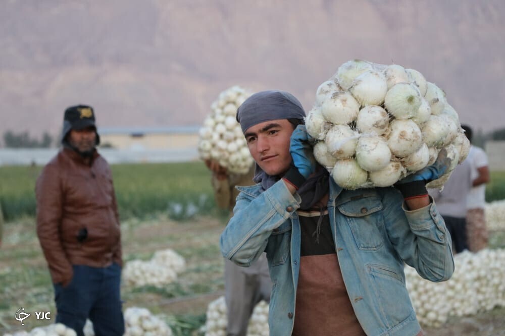 پیاز جنوب کرمان 