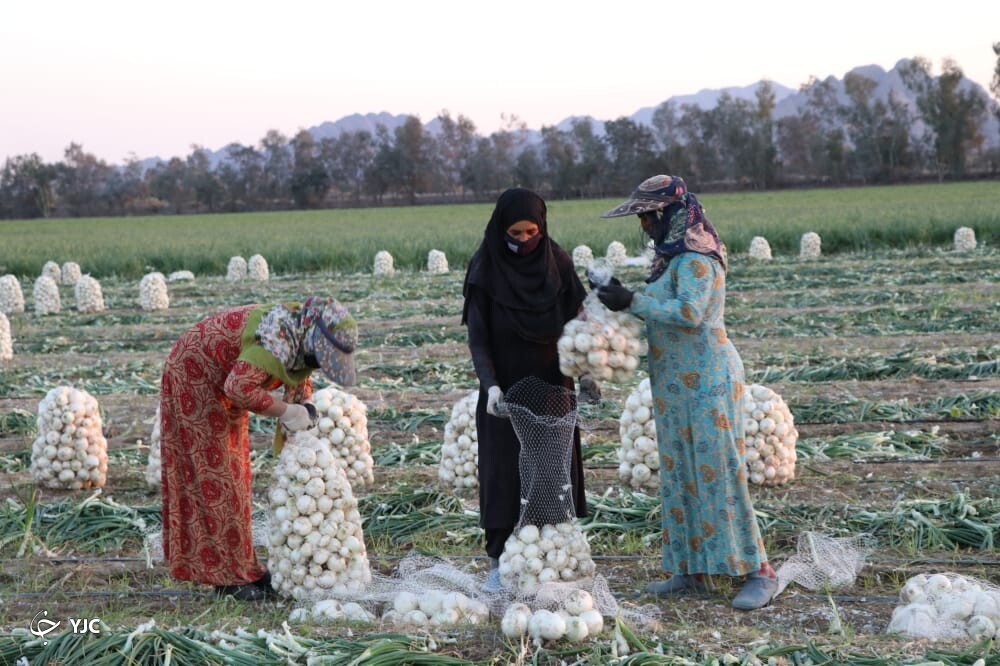 پیاز جنوب کرمان 