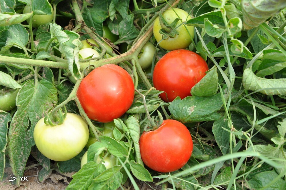 گوجه جنوب کرمان 