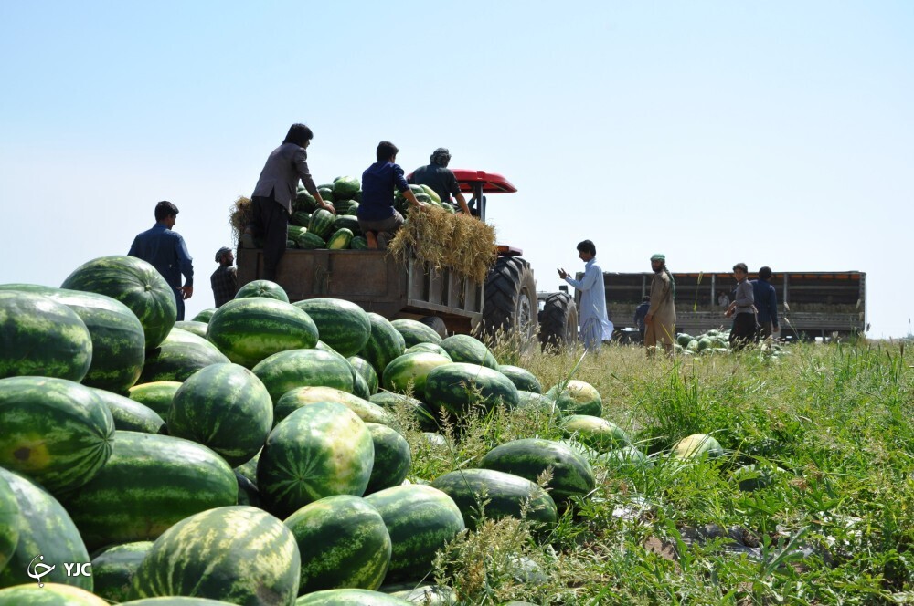 هندوانه جنوب کرمان 