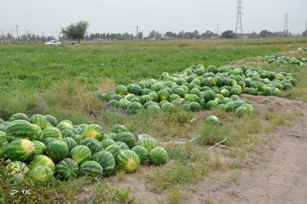 هندوانه جنوب کرمان 