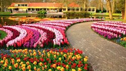 دشت زیبای گل‌های آبی + فیلم