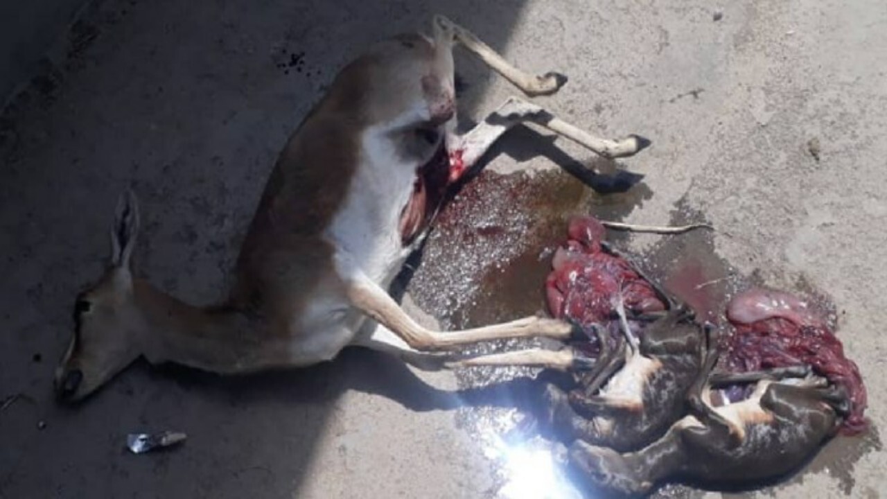 ماده آهو در مشهد با ۲ جنین در شکم، قربانی حادثه رانندگی