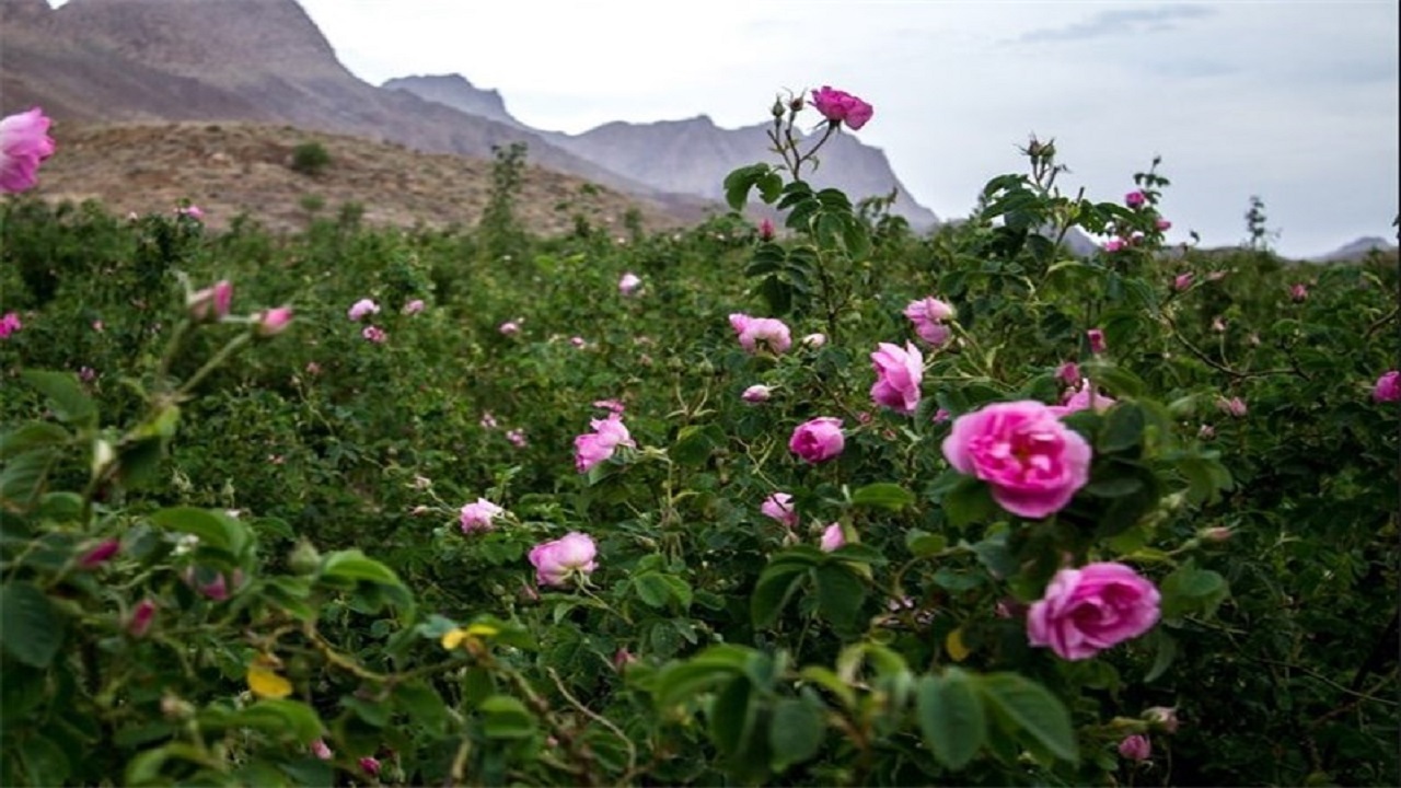روستای فرخد، قمصر مشهد
