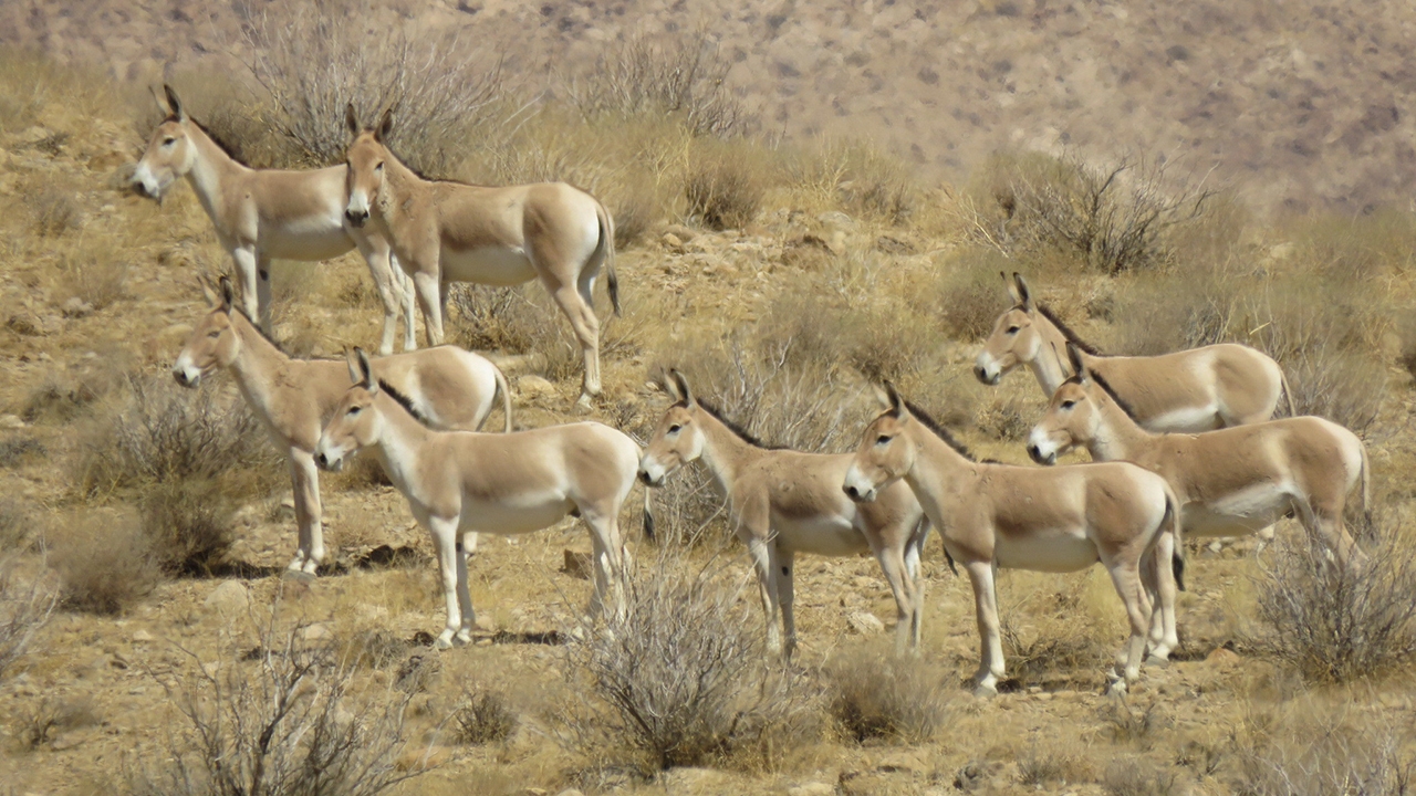 قطرویه، خانه‌ای امن برای گور‌های آسیایی