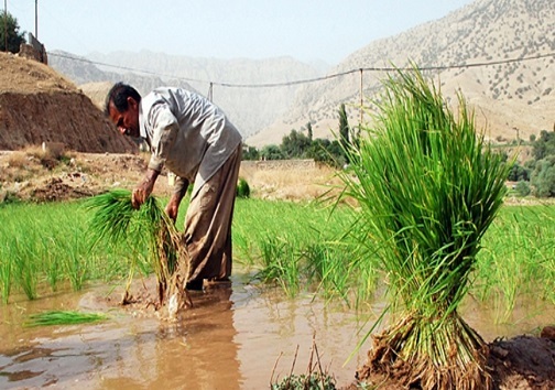 کشت برنج در خوزستان ممنوع می&zwnj;شود یا محدود؟ / آیا برنج هم نایاب خواهد شد؟