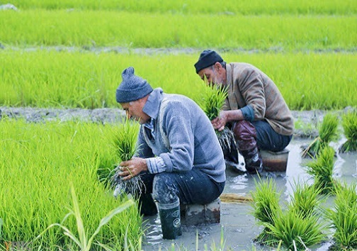 کشت برنج در خوزستان ممنوع می&zwnj;شود یا محدود؟ / آیا برنج هم نایاب خواهد شد؟