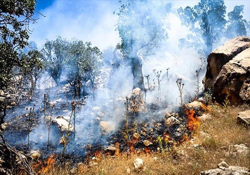 با آتش سوزی های زاگرس فقط پوشش گیاهی نابود نمی شود