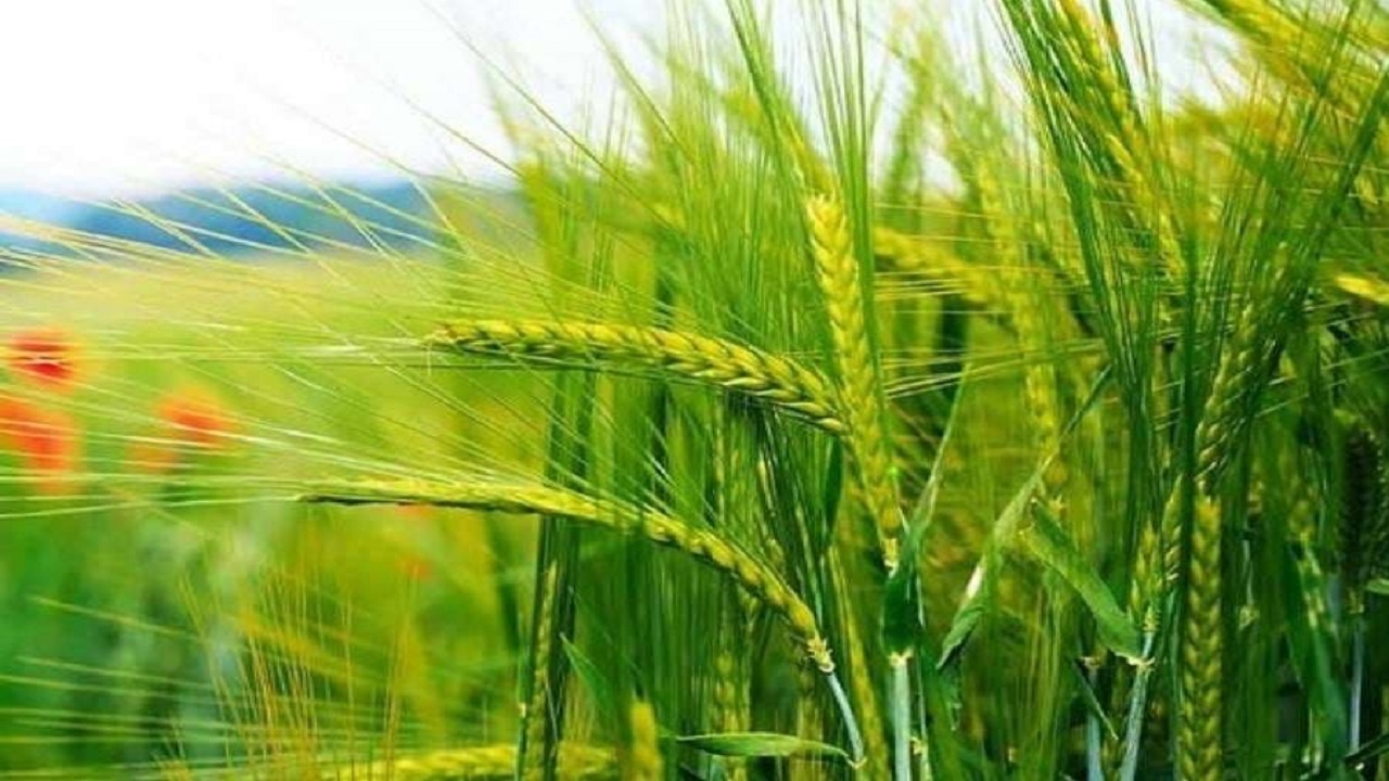 ۵۲ هزار و ۵۰۰ هکتار گندم در مهاباد کشت شد