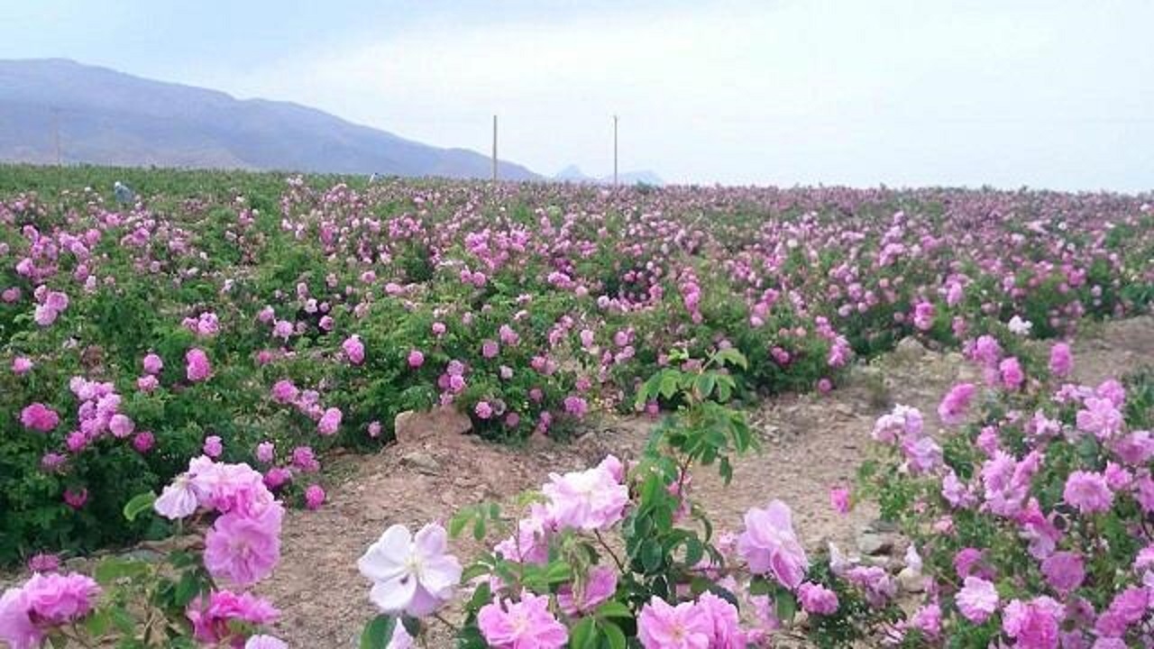 آغاز برداشت گل محمدی از گلستان‌های تربت حیدریه