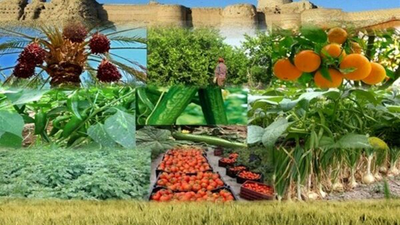 پارسال ۱۰ درصد اشتغال جدید در بخش کشاورزی ایجاد شد