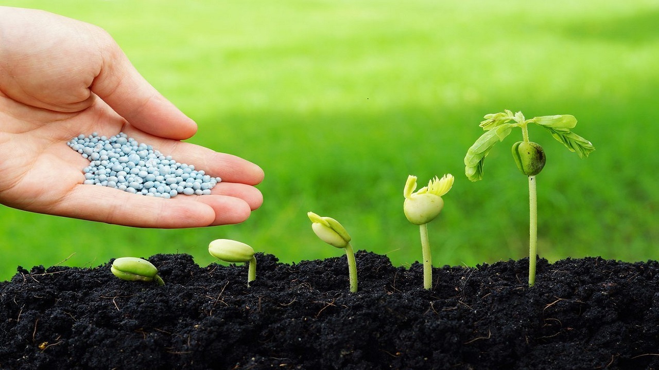 رایج‌ترین اشتباهات در کاشت بذر