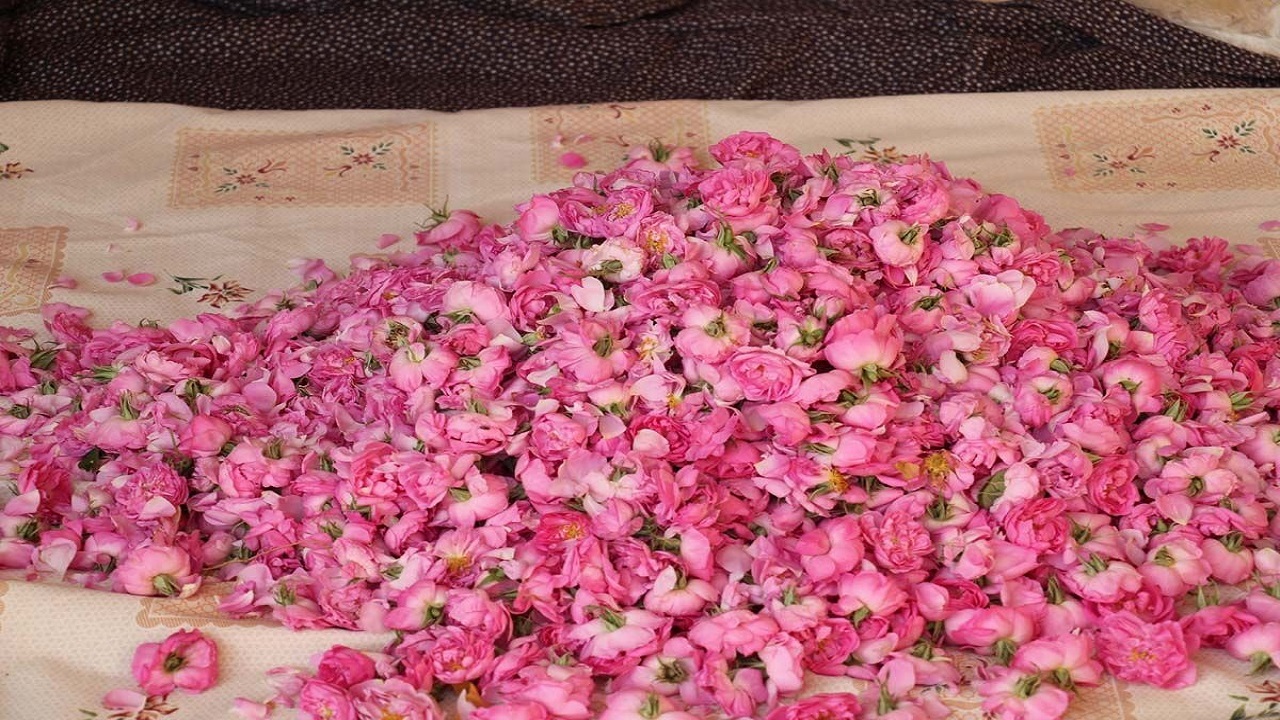 خرید توافقی گل محمدی در استان اصفهان آغاز شد