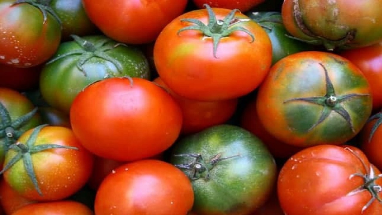 ۱۰ نکته برای رشد گوجه فرنگی