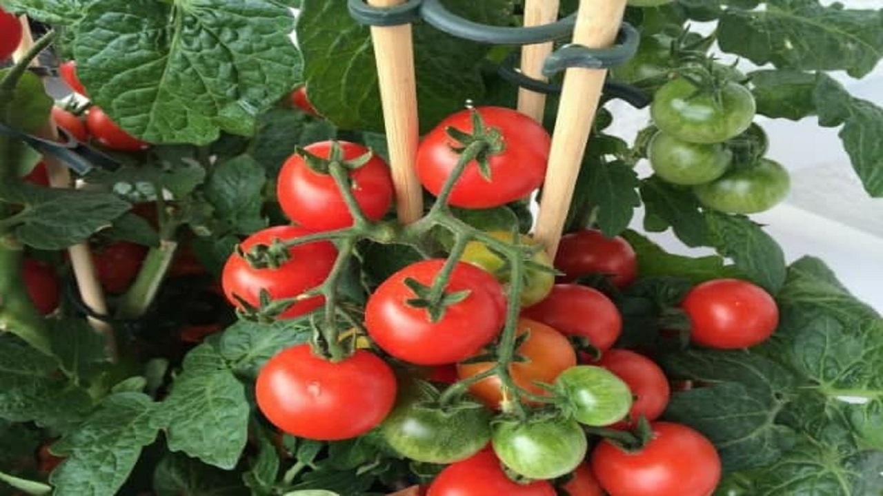 ۱۰ نکته برای رشد گوجه فرنگی
