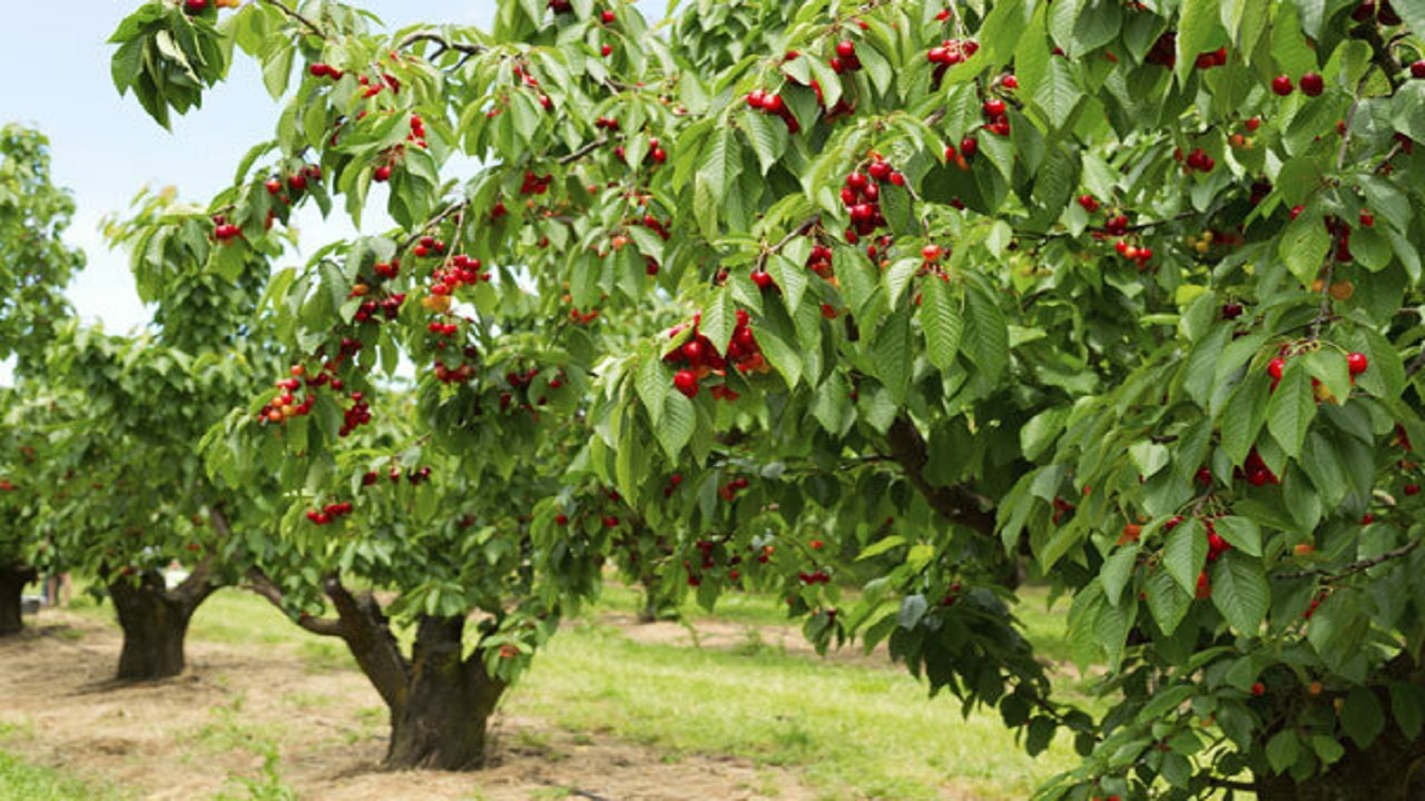 اجرای طرح توسعه، اصلاح و جایگزینی باغ‌های میوه در استان قزوین