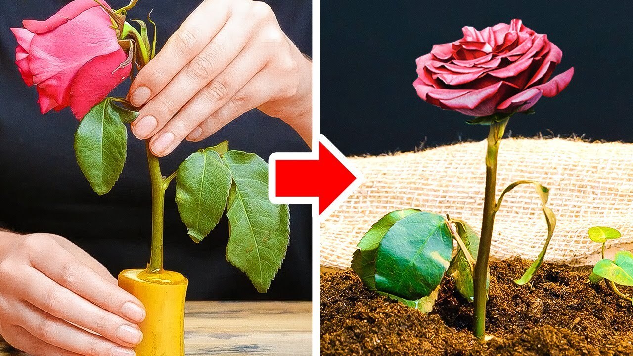 ترفندهایی برای تکثیر انواع گل و گیاه + فیلم