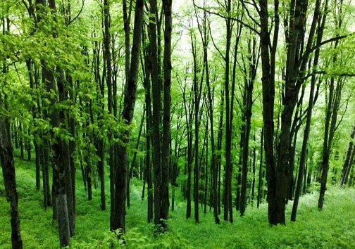 کسی به جنگل های هیرکانی توجهی نمی کند!