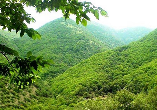 کسی به جنگل های هیرکانی توجهی نمی کند!