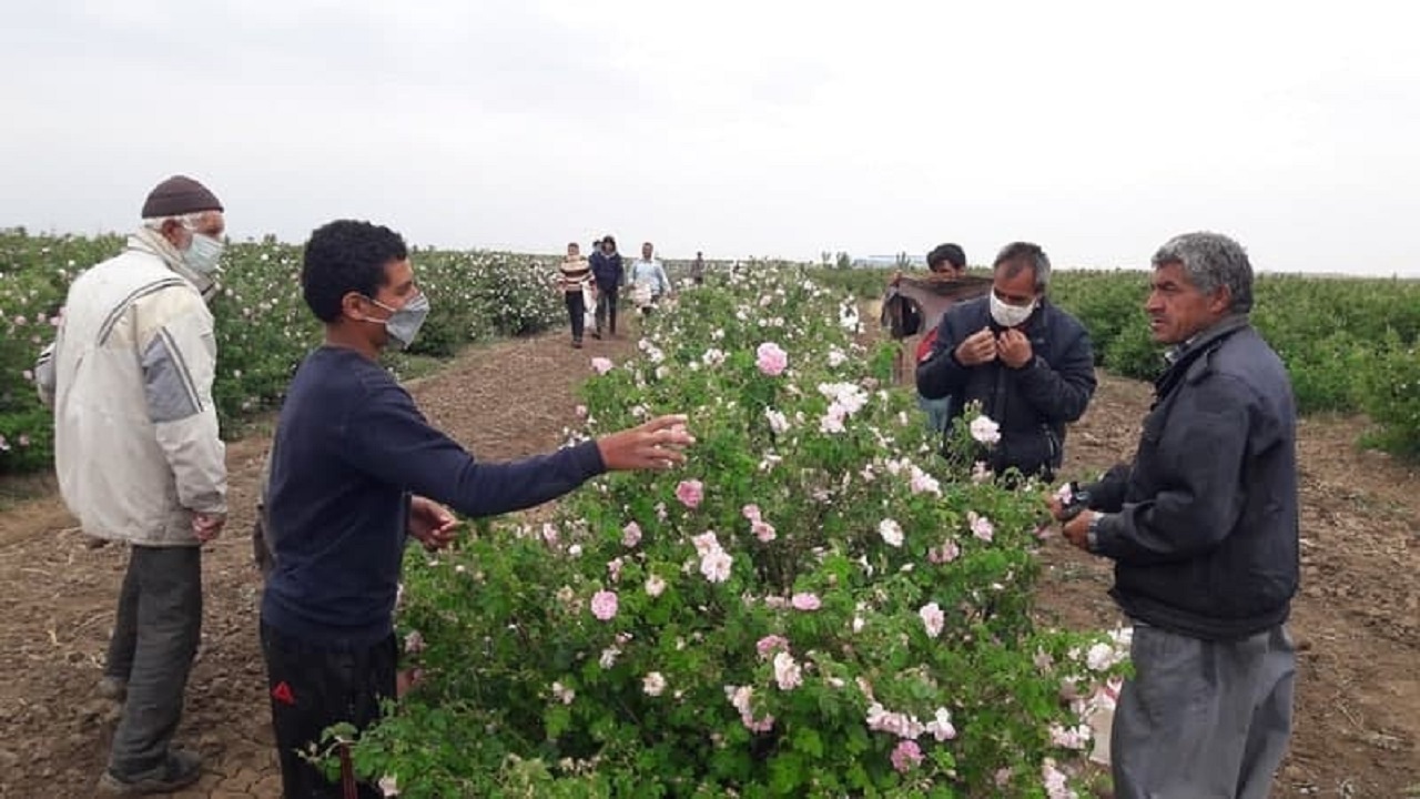 بوی عطرآتشین گل محمدی درگلستان‌های نیشابور