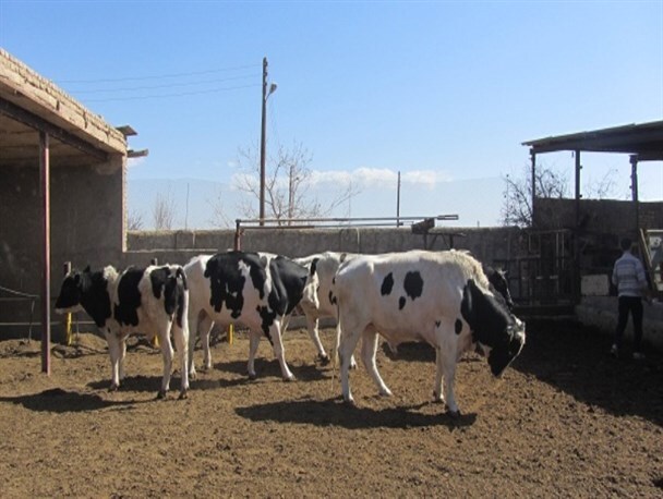دامداران گناباد در محاصره مشکلات، از کمبود تا گرانی نهاده&zwnj;ها