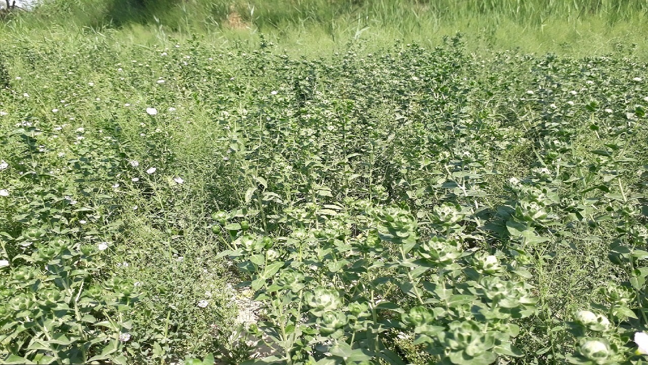 کشت گیاهان دارویی در مزارع کشاورزی شهرستان هیرمند