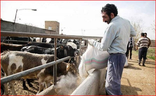غنچه هزار درمان/ بی پولی، تمرین را به تعطیلی کشاند/ میانکاله زیستگاهی به قدمت بشر