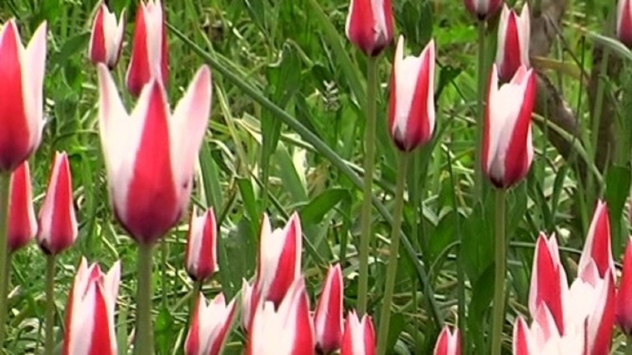 رویش گل های لاله در روستای شرب العین اشکذر