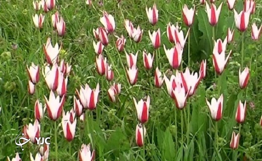 رویش گل های لاله در روستای شرب العین اشکذر