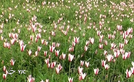 رویش گل های لاله در روستای شرب العین اشکذر