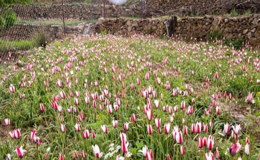 رویش گل های لاله در روستای شرب العین اشکذر