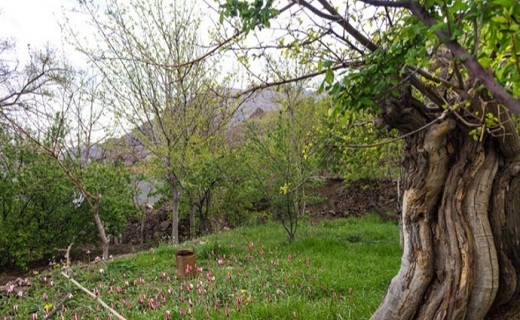 رویش گل های لاله در روستای شرب العین اشکذر