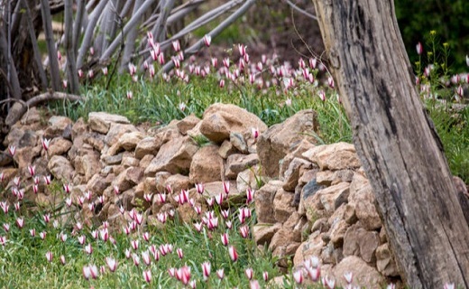رویش گل های لاله در روستای شرب العین اشکذر