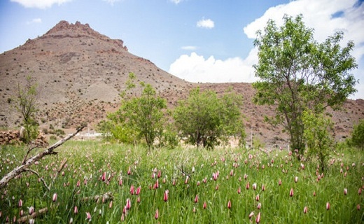 رویش گل های لاله در روستای شرب العین اشکذر