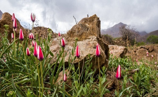 رویش گل های لاله در روستای شرب العین اشکذر