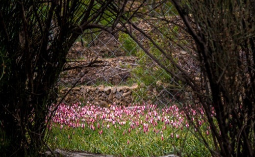 رویش گل های لاله در روستای شرب العین اشکذر
