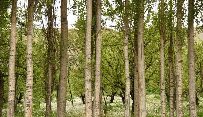 جُنگ؛ روستای قاصدک&zwnj;ها