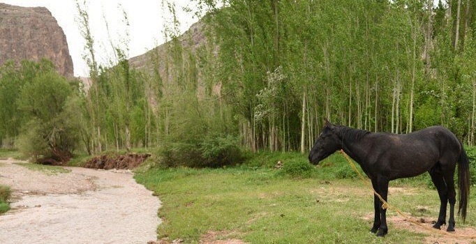 جُنگ؛ روستای قاصدک&zwnj;ها