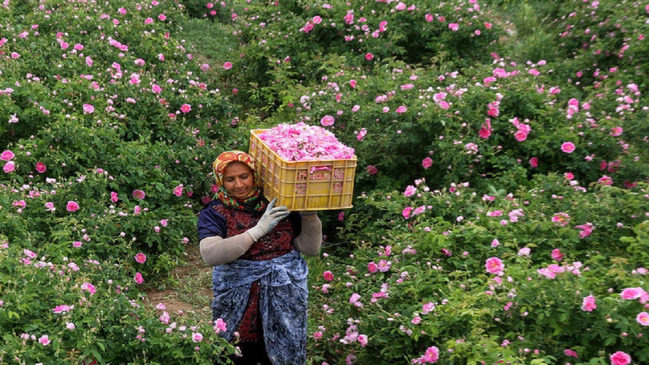 شمیم دل انگیز گل محمدی/آغاز برداشت ۵۴۰ تن گل محمدی در مزارع مشهد