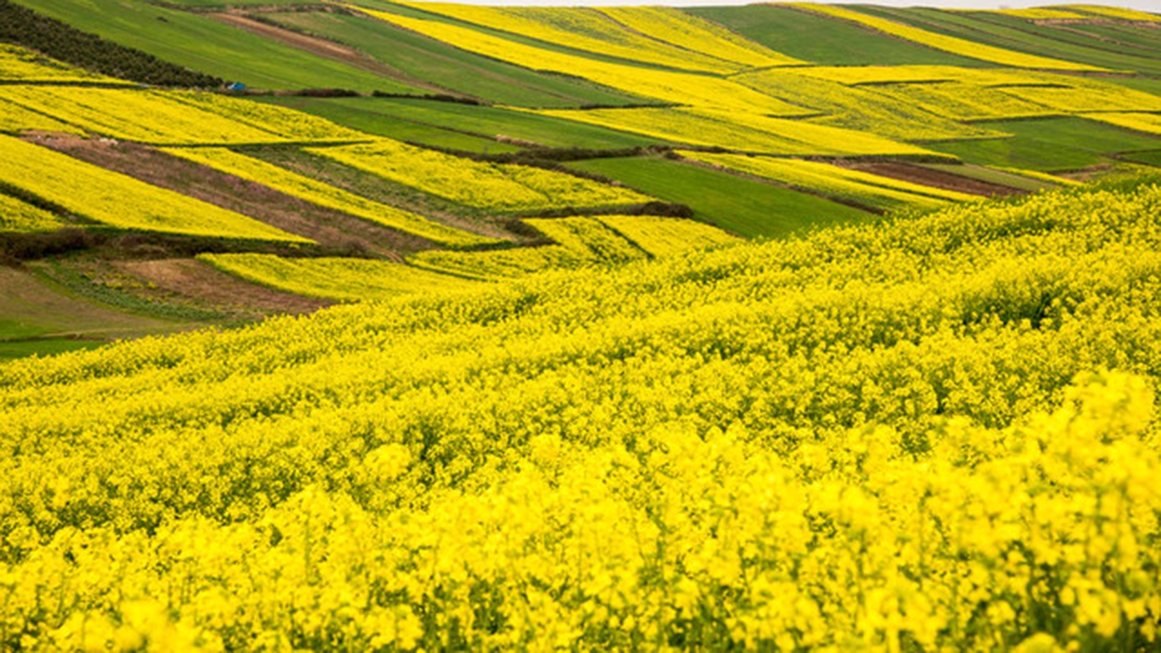 کشت قراردادی کلزا تجربه ای موفق در فارس