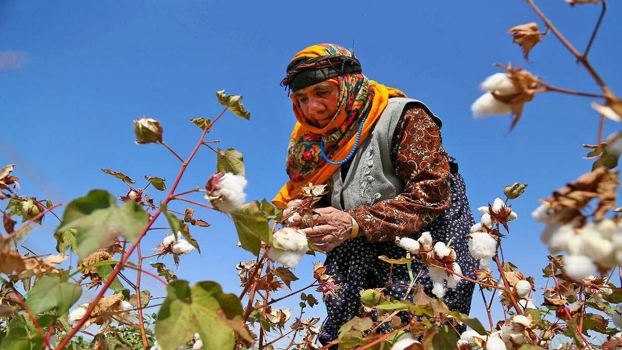 پس از پنج دهه ممنوعیت پنبه در خاش کشت شد
