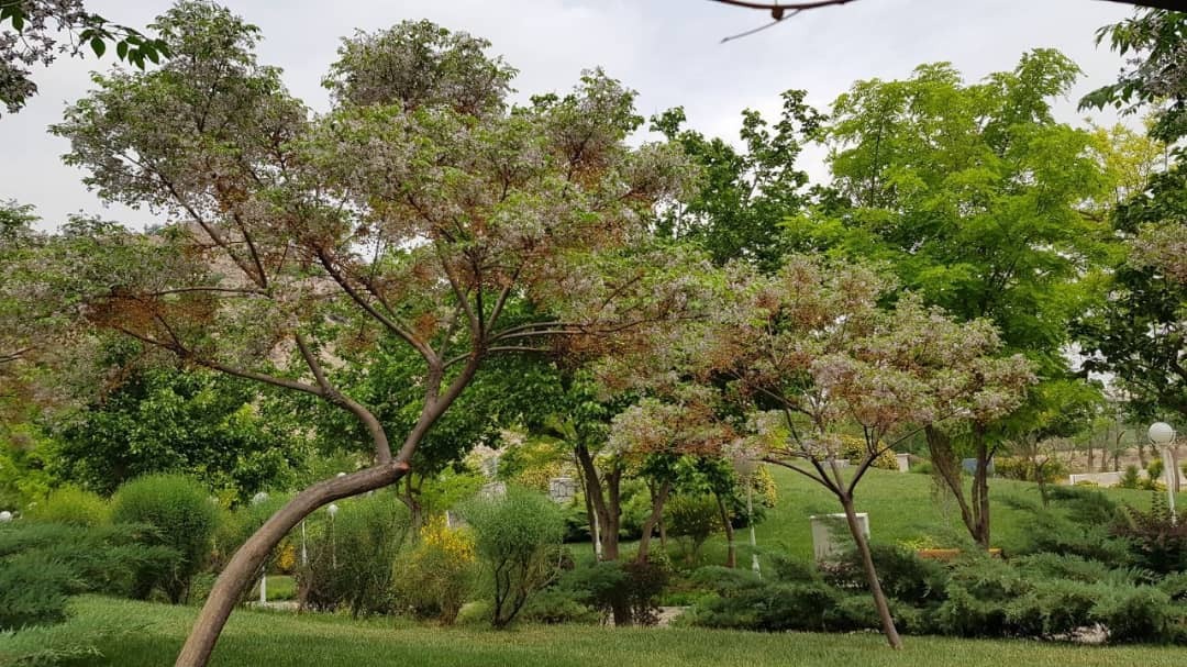 حال و هوای بهاری بوستان کوهسنگی مشهد