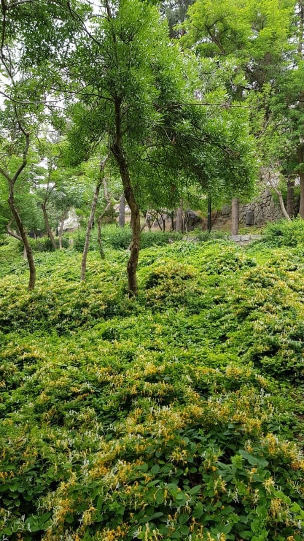 حال و هوای بهاری بوستان کوهسنگی مشهد
