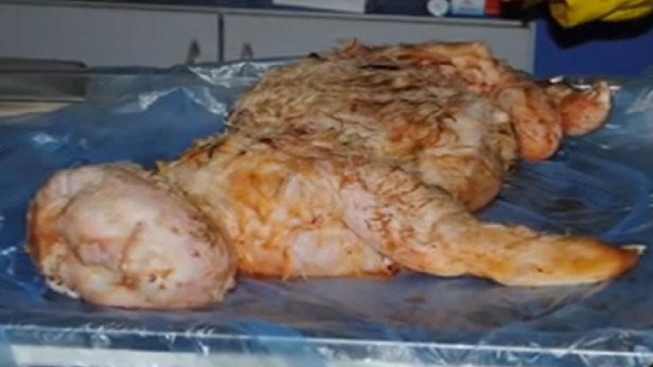 راستی آزمایی تاریخ در جانوران آدم نما+تصاویر