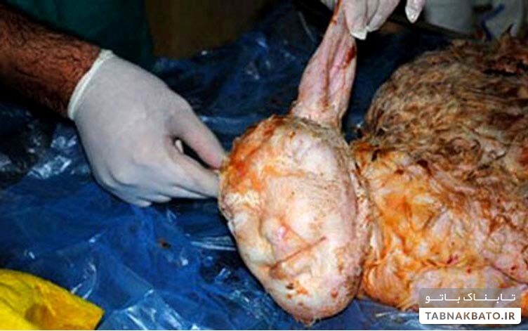 راستی آزمایی تاریخ در جانوران آدم نما+تصاویر