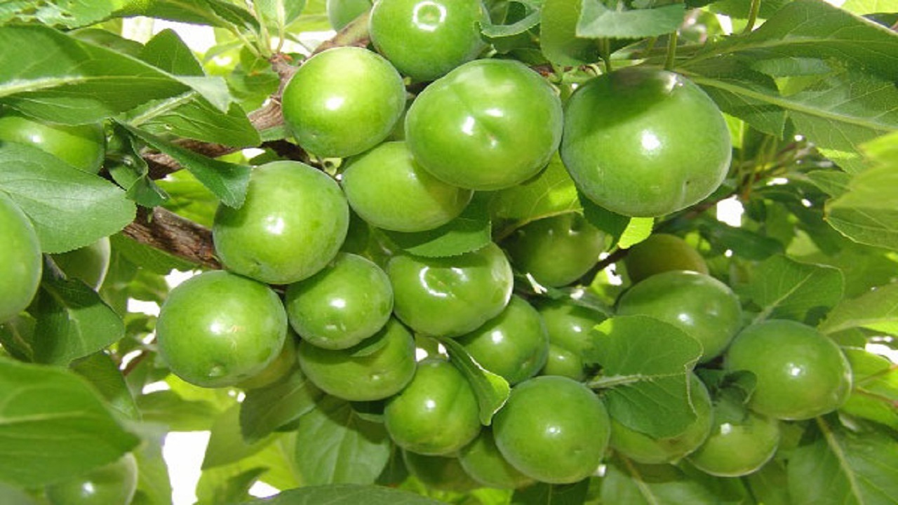 برداشت هدیه سبز بهار در خراسان جنوبی