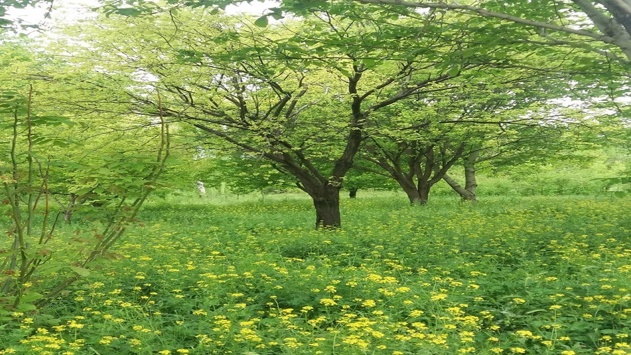 طبیعت بهاری روستای اردکلو در لنز دوربین شهروندخبرنگار + تصاویر