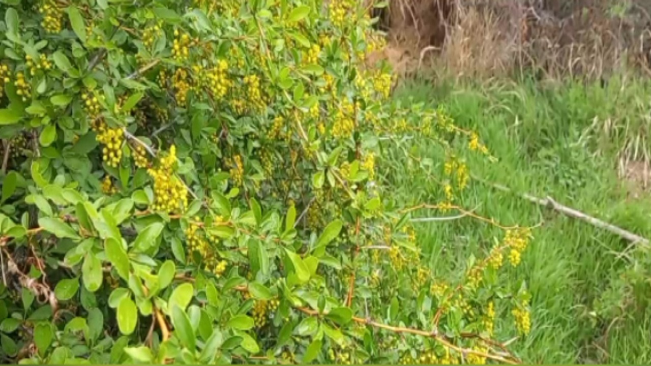 نمایی دل انگیز از روستای طزره در دامغان + فیلم