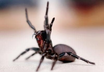 ۱۰ مورد از مرگبارترین حیوانات استرالیا + تصاویر ۱۰ مورد از مرگبارترین حیوانات استرالیا + تصاویر